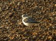 Birds: Sanderling (Calidris alba)